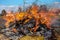 Bright flames leap from a pile of burning debris. Illegal burning of leaves and dry grass