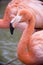 Bright flamingo