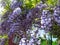 Bright floral background of blue-purple large flowers of wisteria