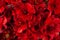 Bright floral composition of natural fresh dark alstroemeria in a dark red color
