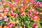 Bright floral impressionist abstract in zoom blur