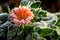 A bright flower is calendula, covered with frost. The first frosts in the garden_