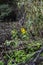 Bright flower on the dark swamp.