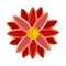 Bright flower of gerbera, chrysanthemum or daisy. Botanical vector illustration isolated on white background for