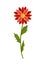 Bright flower of gerbera, chrysanthemum or daisy. Botanical vector illustration isolated on white background for