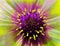 Bright flower on a iridescent blurred background. Macro. Closeup. Furry violet-yellow center. Pistils sticking out like needles.