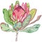 Bright flower. Royal protea tropical flower. Unique vector illustration.