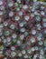 Bright flower Sempervivum tectorum, succulents or crassulaceae with water drops. Closeup photo, selective soft focus. Plants, gard