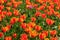Bright flowerbed with orange-red tulips