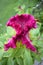 Bright flowering Celosia cristata or cockscomb.