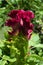 Bright flowering Celosia cristata or cockscomb.