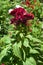 Bright flowering Celosia cristata or cockscomb.