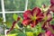 Bright flowering petunia on blurred background