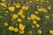 Bright flowers of Anthemis tinctoria plants