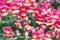 Bright flowers close-up. Background, texture. Summer fun flowerbed.