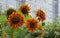 Bright flowers of a decorative sunflower next to an apartment building.