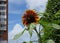 Bright flowers of a decorative sunflower next to an apartment building.