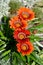 Bright flowers of a gazaniya gatsaniya hardish Gazania rigens L. Gaertn.