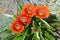 Bright flowers of a gazaniya gatsaniya hardish Gazania rigens L. Gaertn.