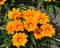 Bright flowers of a gazaniya gatsaniya hardish Gazania rigens L. Gaertn