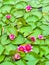 Bright flowers and green leaves of Nymphaea Escarboucle (waterlily) on the lake