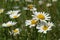 Bright flowers of Leucanthemum vulgare (ox-eye daisy, oxeye daisy, dog daisy) in the field on a sunny day
