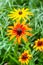 Bright flowers of red and yellow Rudbeckia. Blooming flowers Rudbeckia Black-eyed Susan flower garden in the summer garden