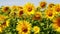 Bright flowers of sunflowers with yellow petals green stems leaves.