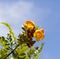 Bright flowers of Tecoma stans Yellow Trumpet Bush.