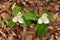 Bright flowers of two large white trillium plants in a spring forest