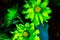 Bright Fluorescent Green Flowers Daisy Arrangement