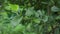 Bright forest greens in the forest. Background with unusual plant foliage