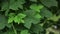 Bright forest greens in the forest. Background with unusual plant foliage