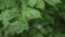 Bright forest greens in the forest. Background with unusual plant foliage