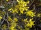Bright Forsythia Flowers in Spring- Bushes
