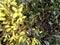 Bright Forsythia Flowers in Spring- Bushes