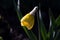 Bright fragrant Narcissus Bud