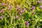 Bright fresh blooming pink and purple thyme flowers in spring on green leaves background.