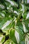 Bright fresh green and white leaves of hosta Hosta undulata