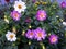 Bright fresh multicolored dahlias in the garden