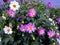 Bright fresh multicolored dahlias in the garden