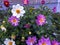 bright fresh multicolored dahlias in the garden