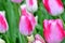 Bright fresh pink tulips bloom in the spring flowerbed, spring flowers