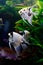 Bright freshwater background with pterophyllum fishes in aquarium