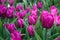 Bright Fuchsia tulips are in bloom