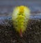 Bright furry caterpillar