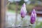 Bright gentle beautiful pink magnolia flowers on a branch of a blossoming tree