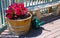 Bright Geraniums in a Pot