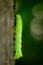 Bright ght green caterpillar climbing a tree of the forest
