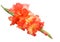 bright gladiolus flower on white